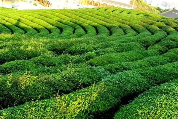 生产无公害茶叶适合用哪些农药，以下11种药物可根据需求去选择