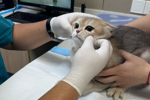 猫吃塑料袋是不是异食癖，除了异食癖还有很多因素也会导致它乱吃东西