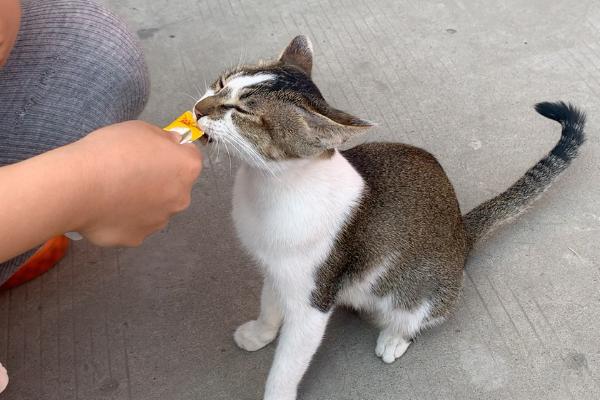 猫吃塑料袋是不是异食癖，除了异食癖还有很多因素也会导致它乱吃东西