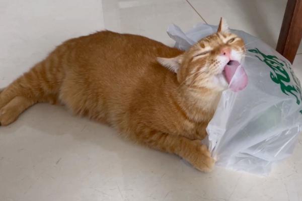 猫吃塑料袋是不是异食癖，除了异食癖还有很多因素也会导致它乱吃东西