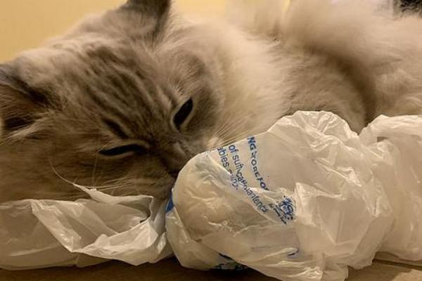 猫吃塑料袋是不是异食癖，除了异食癖还有很多因素也会导致它乱吃东西