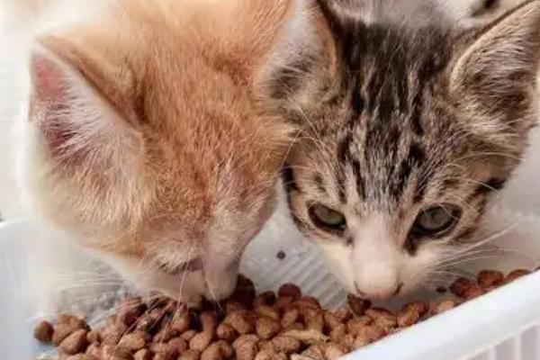 猫吃塑料袋是不是异食癖，除了异食癖还有很多因素也会导致它乱吃东西