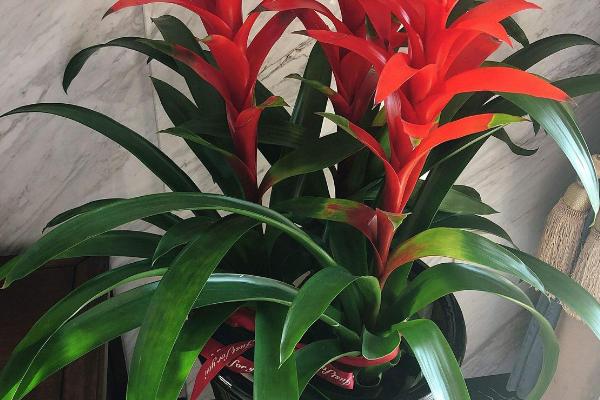 鸿运当头怎么越养越红，首先要提供肥力充足的花土
