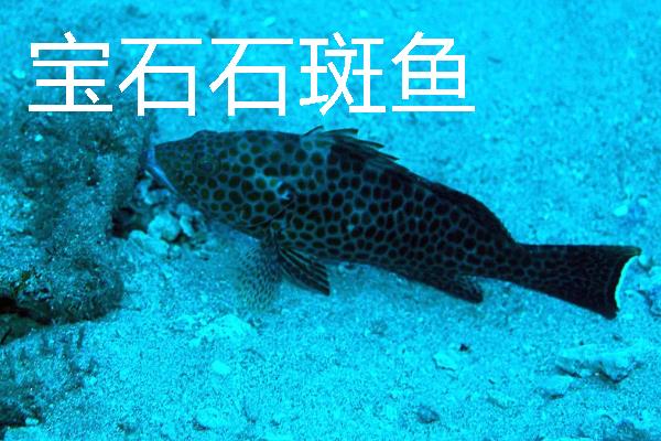 常见的石斑鱼种类，常见的有东星斑、宝石石斑鱼等