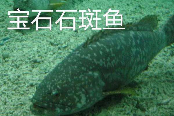 常见的石斑鱼种类，常见的有东星斑、宝石石斑鱼等