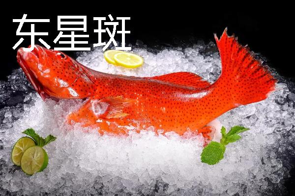 常见的石斑鱼种类，常见的有东星斑、宝石石斑鱼等