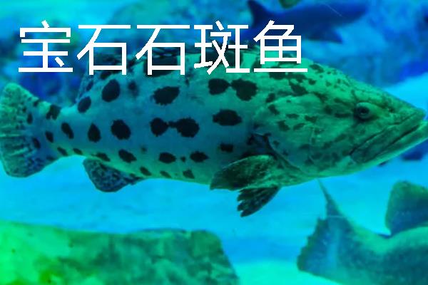 常见的石斑鱼种类，常见的有东星斑、宝石石斑鱼等