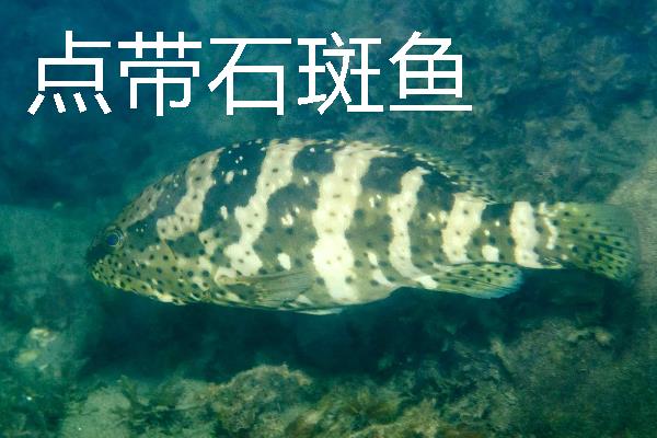 常见的石斑鱼种类，常见的有东星斑、宝石石斑鱼等