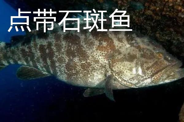 常见的石斑鱼种类，常见的有东星斑、宝石石斑鱼等