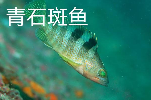 常见的石斑鱼种类，常见的有东星斑、宝石石斑鱼等