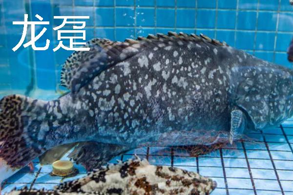 常见的石斑鱼种类，常见的有东星斑、宝石石斑鱼等