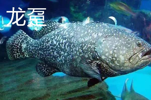 常见的石斑鱼种类，常见的有东星斑、宝石石斑鱼等