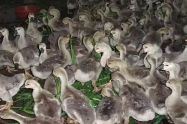 1-10天的雏鹅管理方法，1日龄保持30℃