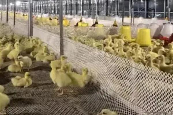 1-10天的雏鹅管理方法，1日龄保持30℃