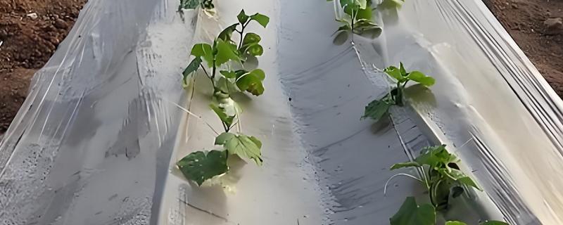 地膜黄瓜的育苗技术，种子催芽前需消毒