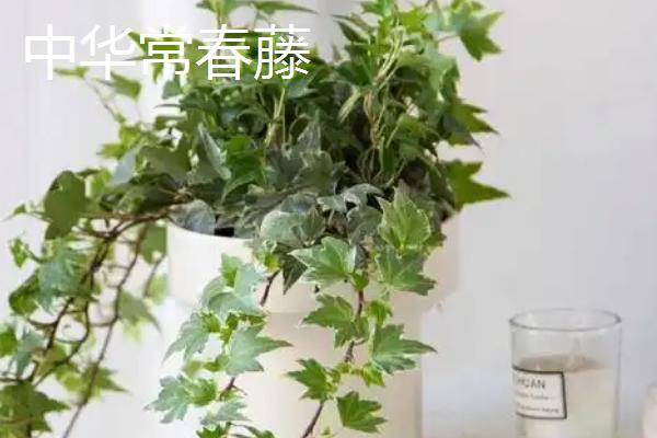 常春藤的品种，中华常春藤、日本常春藤等品种较常见