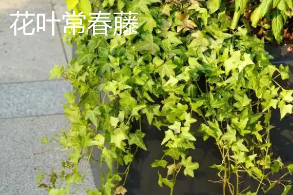 常春藤的品种，中华常春藤、日本常春藤等品种较常见