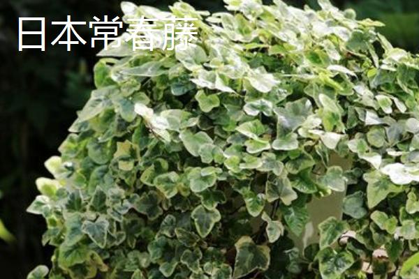 常春藤的品种，中华常春藤、日本常春藤等品种较常见
