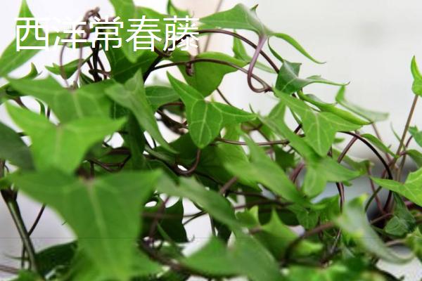 常春藤的品种，中华常春藤、日本常春藤等品种较常见