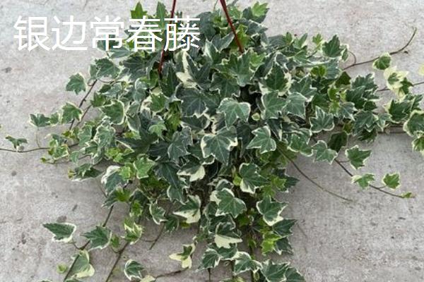 常春藤的品种，中华常春藤、日本常春藤等品种较常见