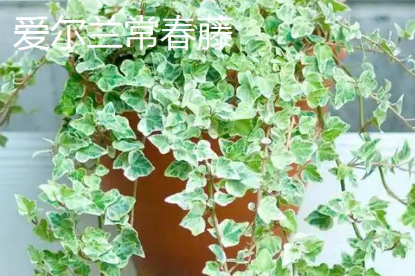 常春藤的品种，中华常春藤、日本常春藤等品种较常见