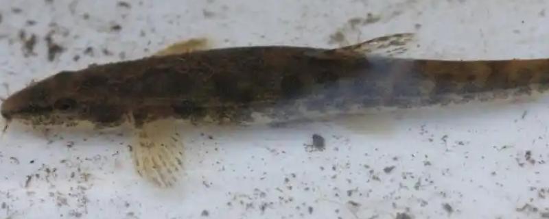 泥鳅吃不吃鱼苗，死亡的鱼苗可能会成为食物