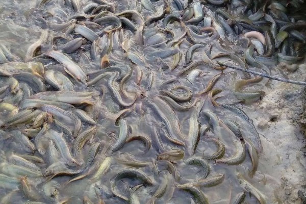 泥鳅吃不吃鱼苗，死亡的鱼苗可能会成为食物