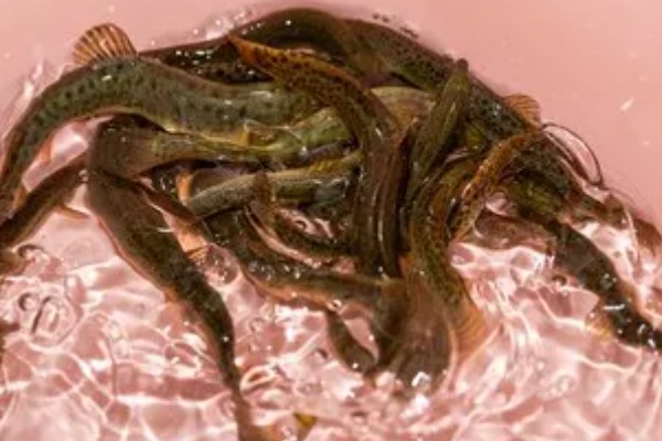 泥鳅吃不吃鱼苗，死亡的鱼苗可能会成为食物