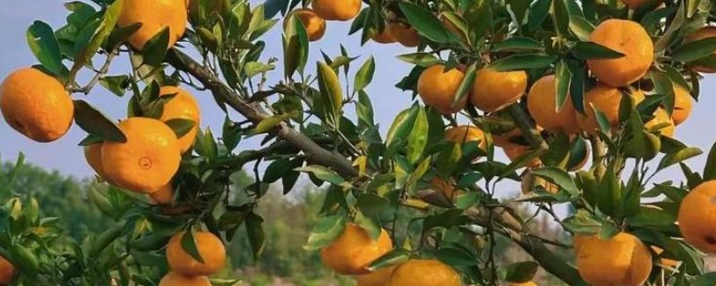 粑粑柑是丑橘吗，粑粑柑不是丑橘