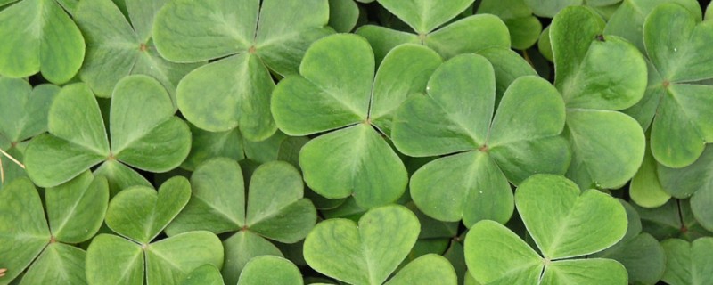 三叶草养爆盆的方法，保证阳光充足的环境