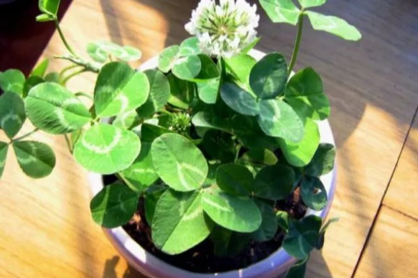 三叶草养爆盆的方法,保证阳光充足的环境