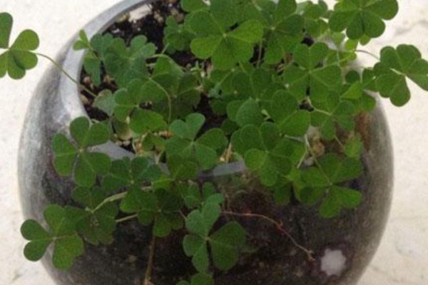 三叶草养爆盆的方法,保证阳光充足的环境