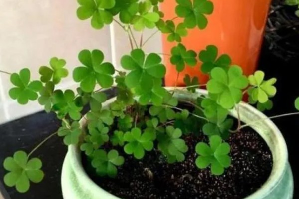 三叶草养爆盆的方法,保证阳光充足的环境