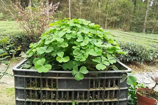 三叶草养爆盆的方法,保证阳光充足的环境