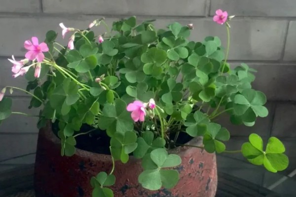三叶草养爆盆的方法,保证阳光充足的环境