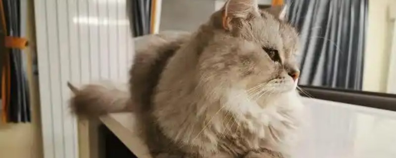 猫咪斜眼看人的原因，可能是在观察物体、感到开心或嫉妒