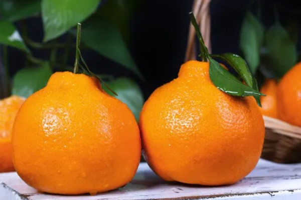 粑粑柑是丑橘吗,粑粑柑不是丑橘