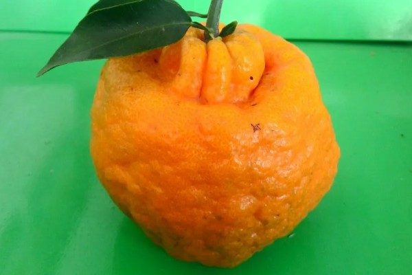 粑粑柑是丑橘吗,粑粑柑不是丑橘