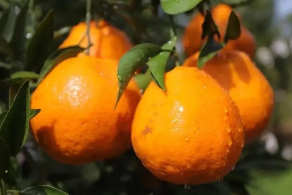 粑粑柑是丑橘吗,粑粑柑不是丑橘