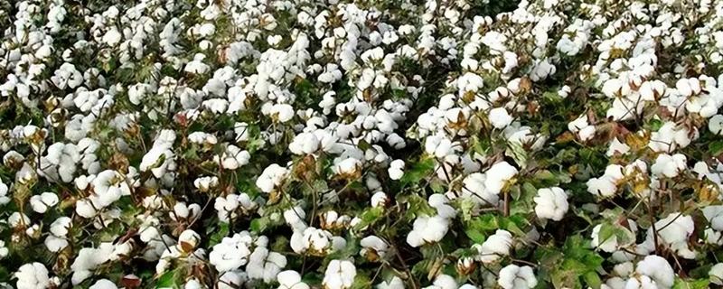 棉花长到多高需要打顶，在顶叶与“芯”齐平时进行打顶