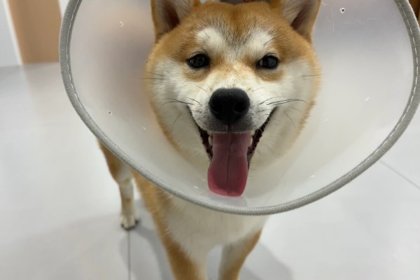 狗狗皮肤病有什么症状，真菌性皮肤病伴有呈环形的脱毛情况