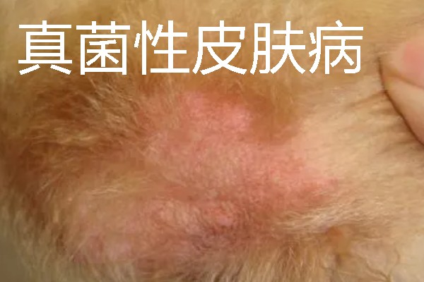 狗狗皮肤病有什么症状，真菌性皮肤病伴有呈环形的脱毛情况