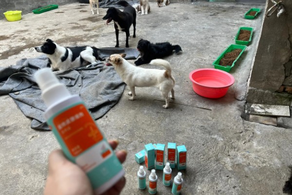 狗狗皮肤病有什么症状，真菌性皮肤病伴有呈环形的脱毛情况