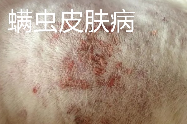 狗狗皮肤病有什么症状，真菌性皮肤病伴有呈环形的脱毛情况