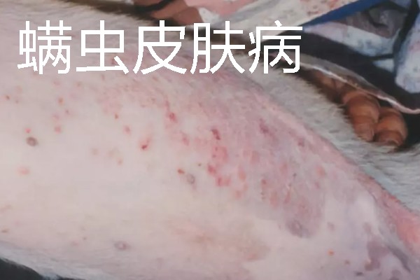 狗狗皮肤病有什么症状，真菌性皮肤病伴有呈环形的脱毛情况