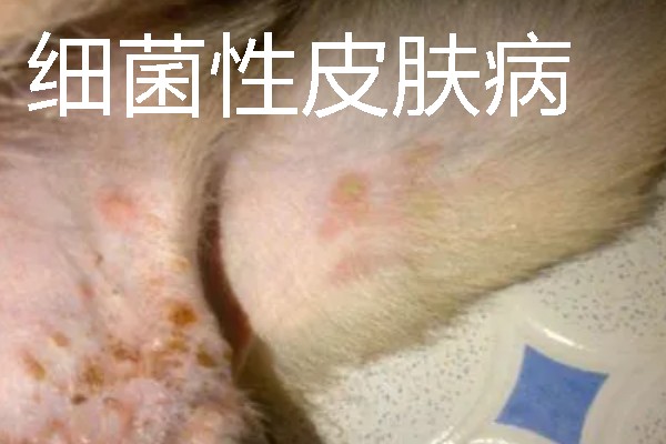 狗狗皮肤病有什么症状，真菌性皮肤病伴有呈环形的脱毛情况