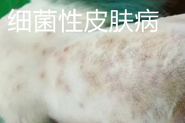 狗狗皮肤病有什么症状，真菌性皮肤病伴有呈环形的脱毛情况