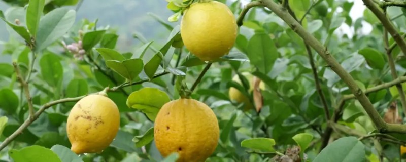 柠檬如何保花保果，一定要加强肥水管理