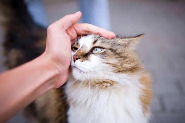 猫咪斜眼看人的原因，可能是在观察物体、感到开心或嫉妒