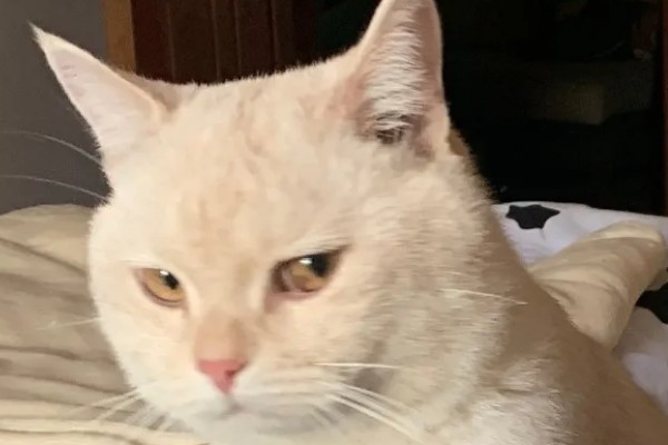 猫咪斜眼看人的原因，可能是在观察物体、感到开心或嫉妒